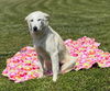 adoptable Dog in raleigh, NC named Molly