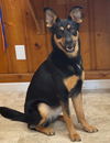 adoptable Dog in raleigh, NC named Roxy