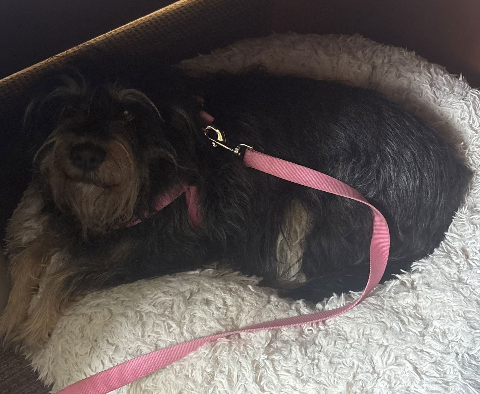 adoptable Dog in Raleigh, NC named Siobhan