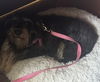 adoptable Dog in raleigh, NC named Siobhan