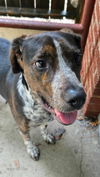 adoptable Dog in raleigh, NC named Oerianna