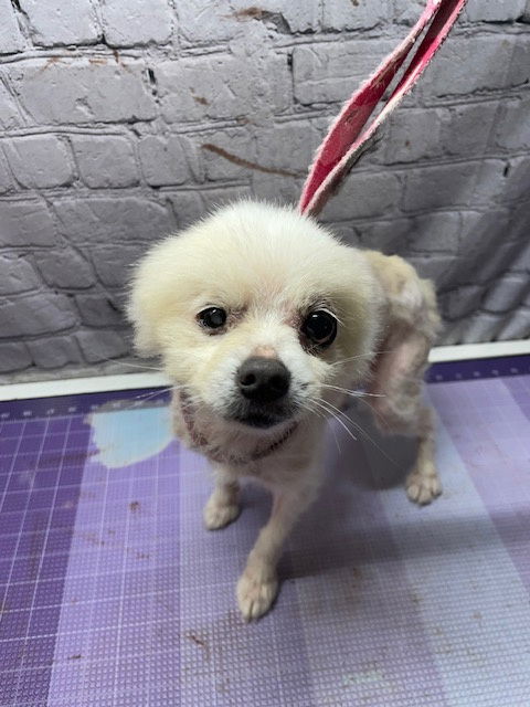 adoptable Dog in Raleigh, NC named Yumi