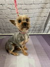adoptable Dog in Raleigh, NC named Bernadette