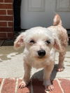adoptable Dog in raleigh, NC named Trinity