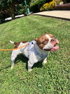 adoptable Dog in  named Dreamboat