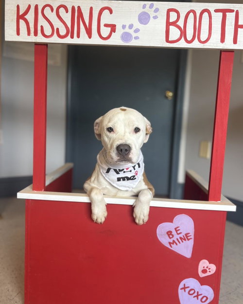 picture of the dog needing adoption
