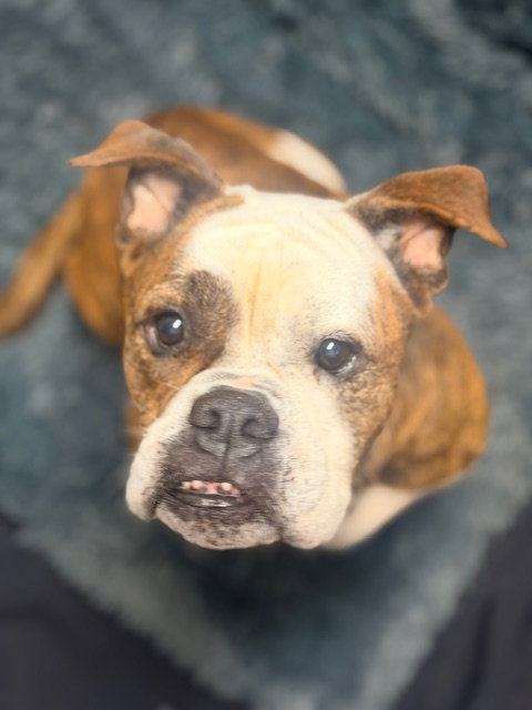 picture of the dog needing adoption