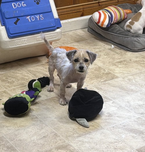 picture of the dog needing adoption