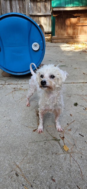 picture of the dog needing adoption