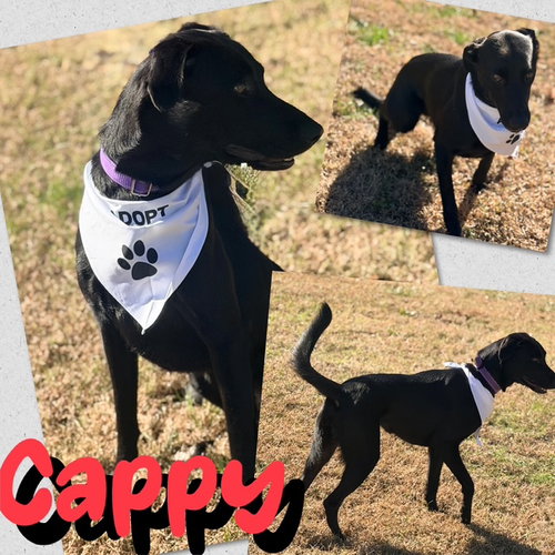 picture of the dog needing adoption