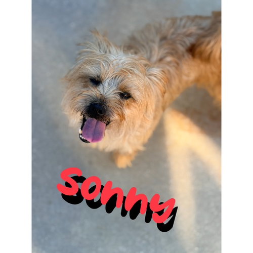 picture of the dog needing adoption