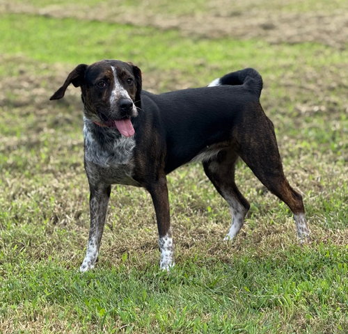 ORIEANA - Catahoula Leopard Dog available for adoption