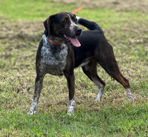 ORIEANA - Catahoula Leopard Dog available for adoption