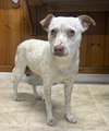 Dolly - Photo 1