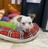 Dolly - Photo 2