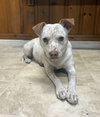 Dolly - Photo 4