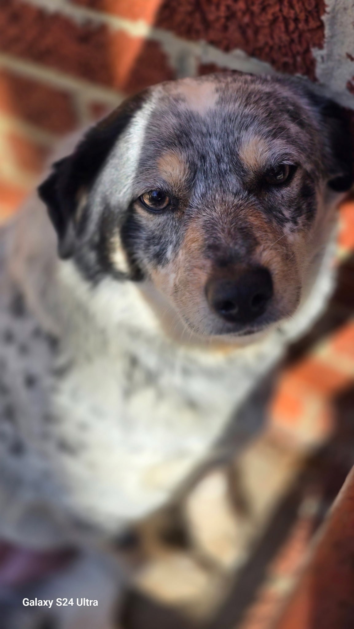 Gracie