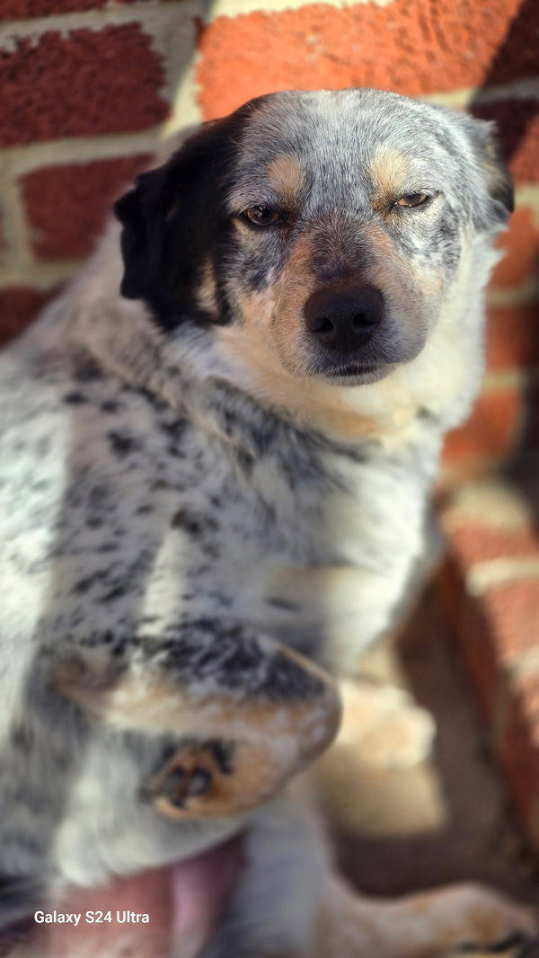 Gracie