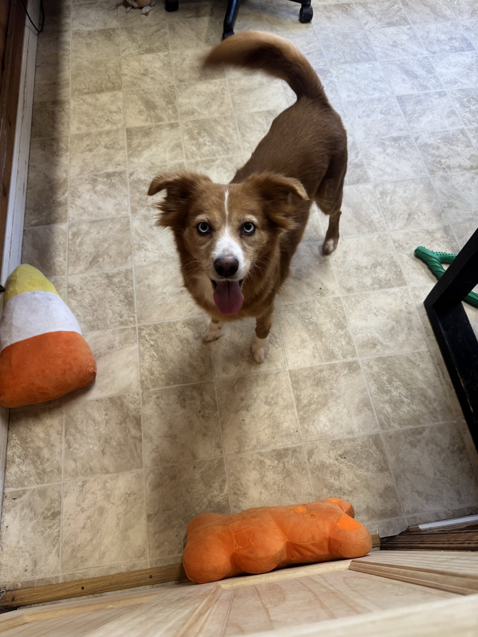 Daisy