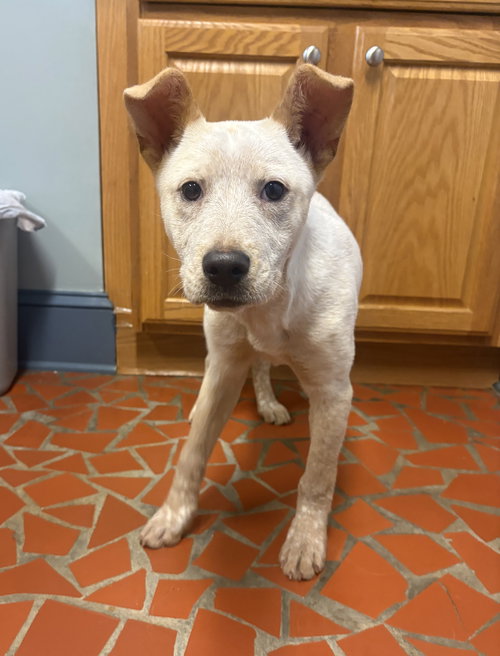 picture of the dog needing adoption