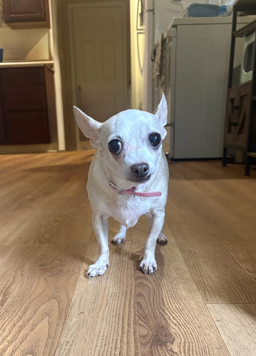 Jasmine, an adoptable Chihuahua in Raleigh, NC