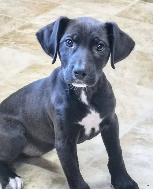 Pumpkin, an adoptable Labrador Retriever in Raleigh, NC