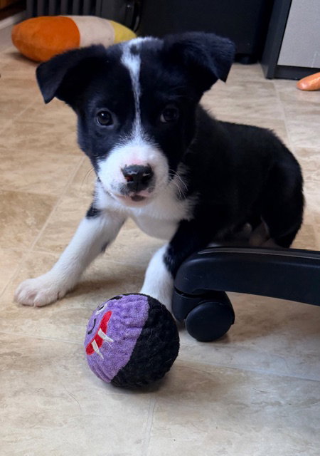 Mason, an adoptable Collie in Raleigh, NC