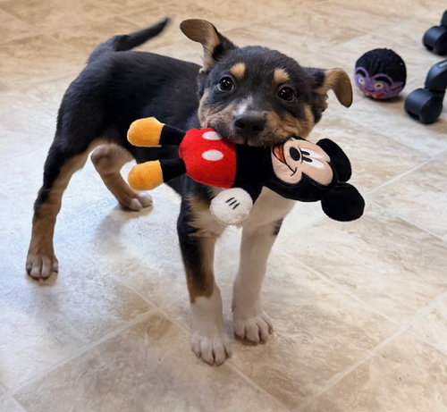 Maverick, an adoptable Collie in Raleigh, NC