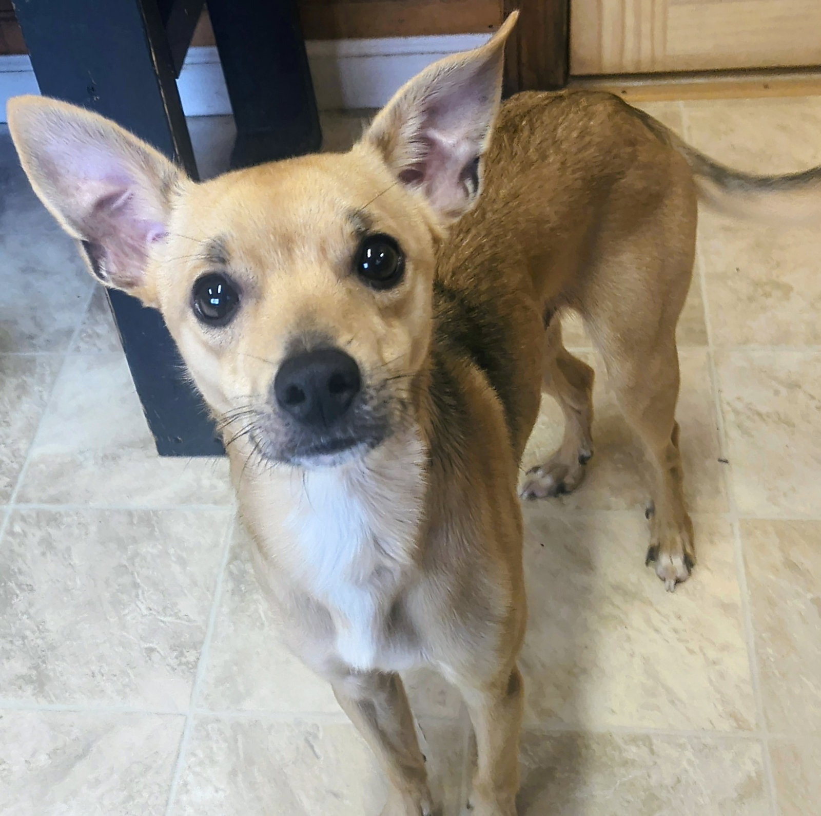 Milo