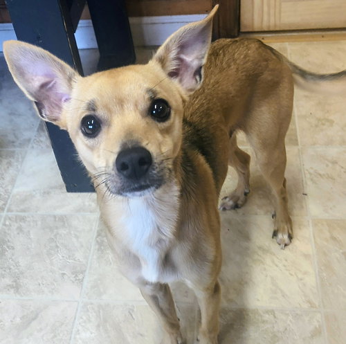 Milo, an adoptable Chihuahua in Raleigh, NC