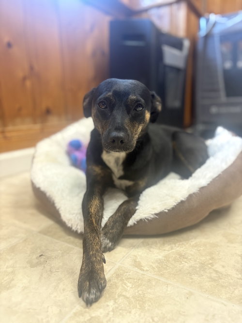 Darla, an adoptable Feist in Raleigh, NC