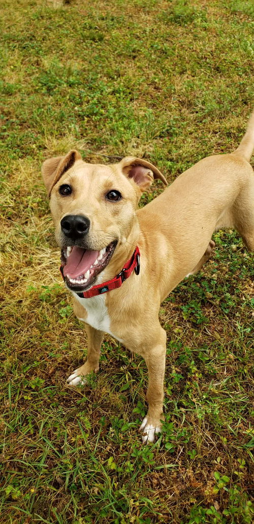 Lucinda, an adoptable Hound in Raleigh, NC