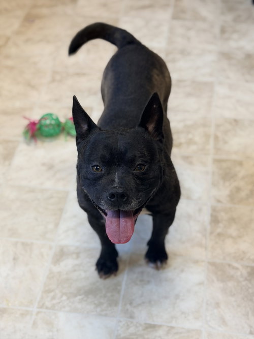 Diego, an adoptable French Bulldog in Raleigh, NC