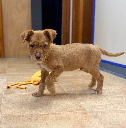Bolero, an adoptable Labrador Retriever in Raleigh, NC