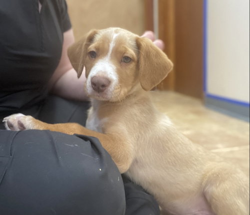 Deno, an adoptable Unknown breed in Raleigh, NC