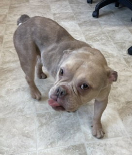 Spud, an adoptable Bulldog in Raleigh, NC