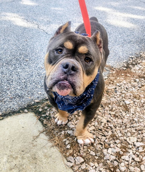 Diesel, an adoptable Staffordshire Bull Terrier in Raleigh, NC