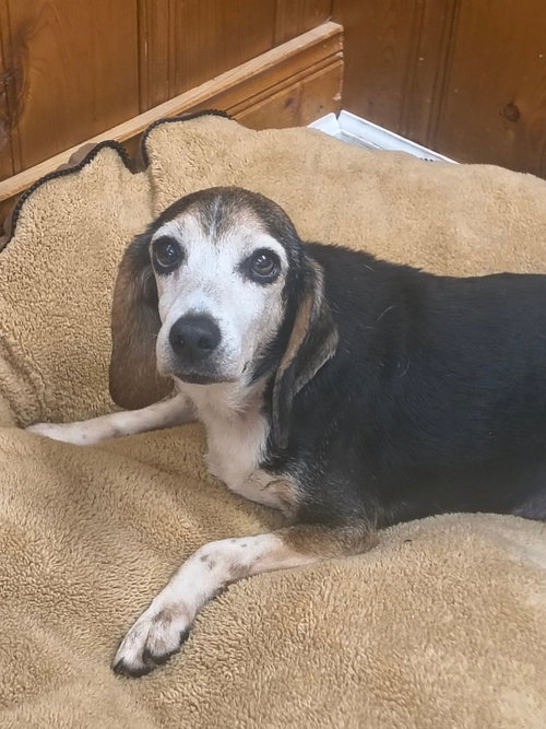 Ethel, an adoptable Beagle in Raleigh, NC