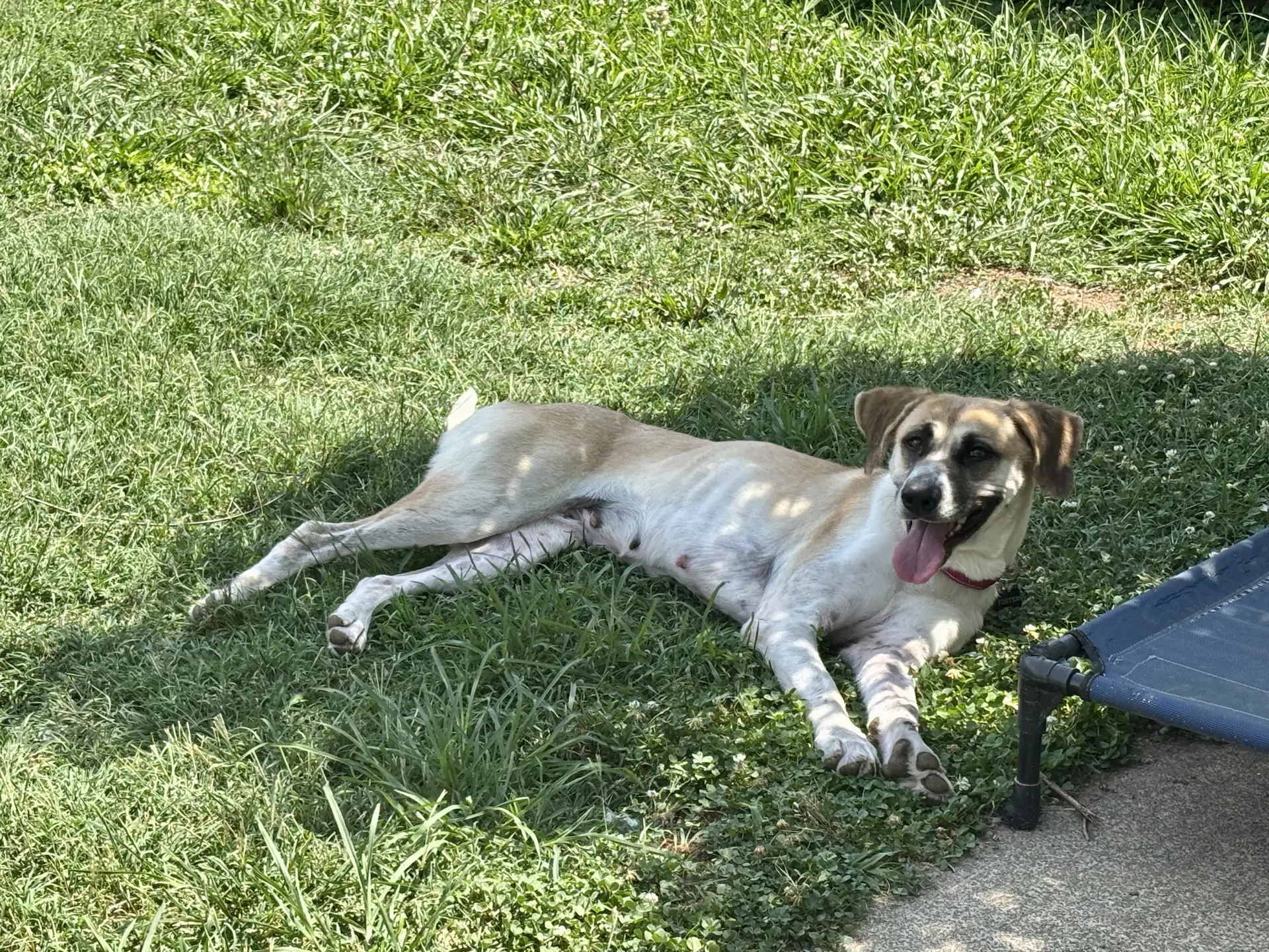 Angel - Anatolian Shepherd