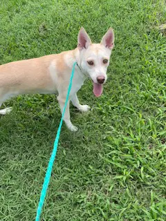 Banana Pudding - Husky