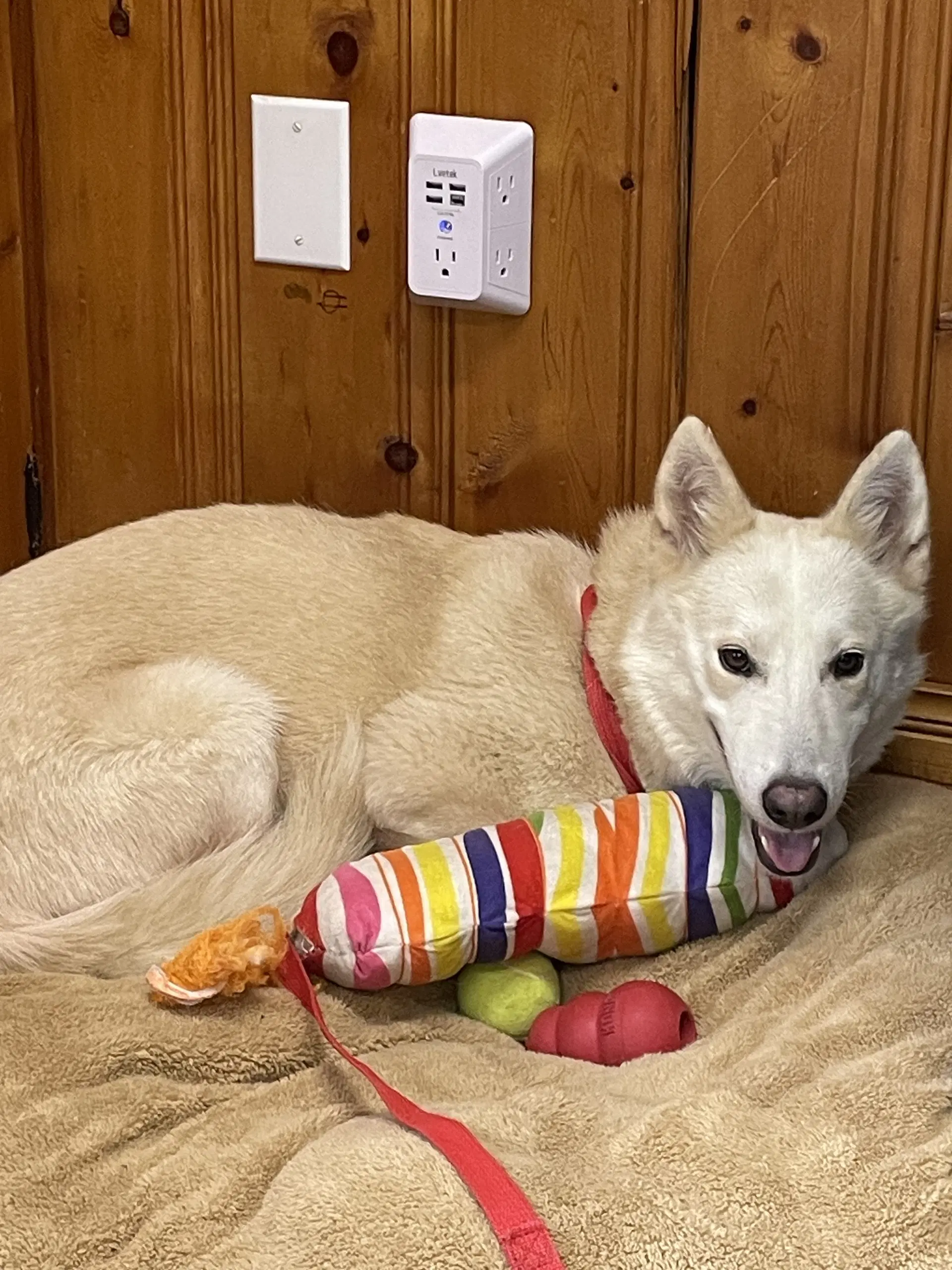 Nilla Wafer - Shepherd
