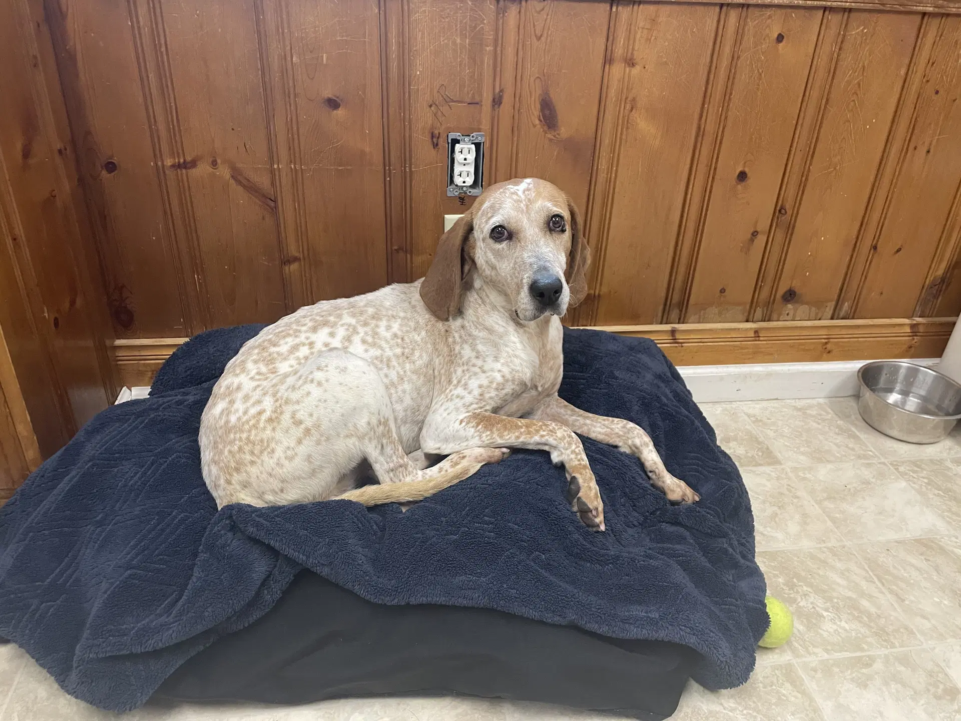 Cobbler - Coonhound