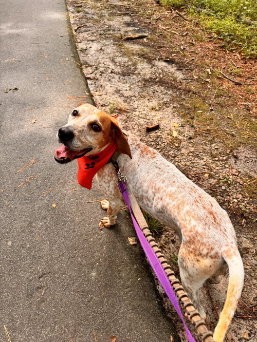 Cobbler, a dog for adoption from Mitchell Mill Animal Hospital Rescue Inc