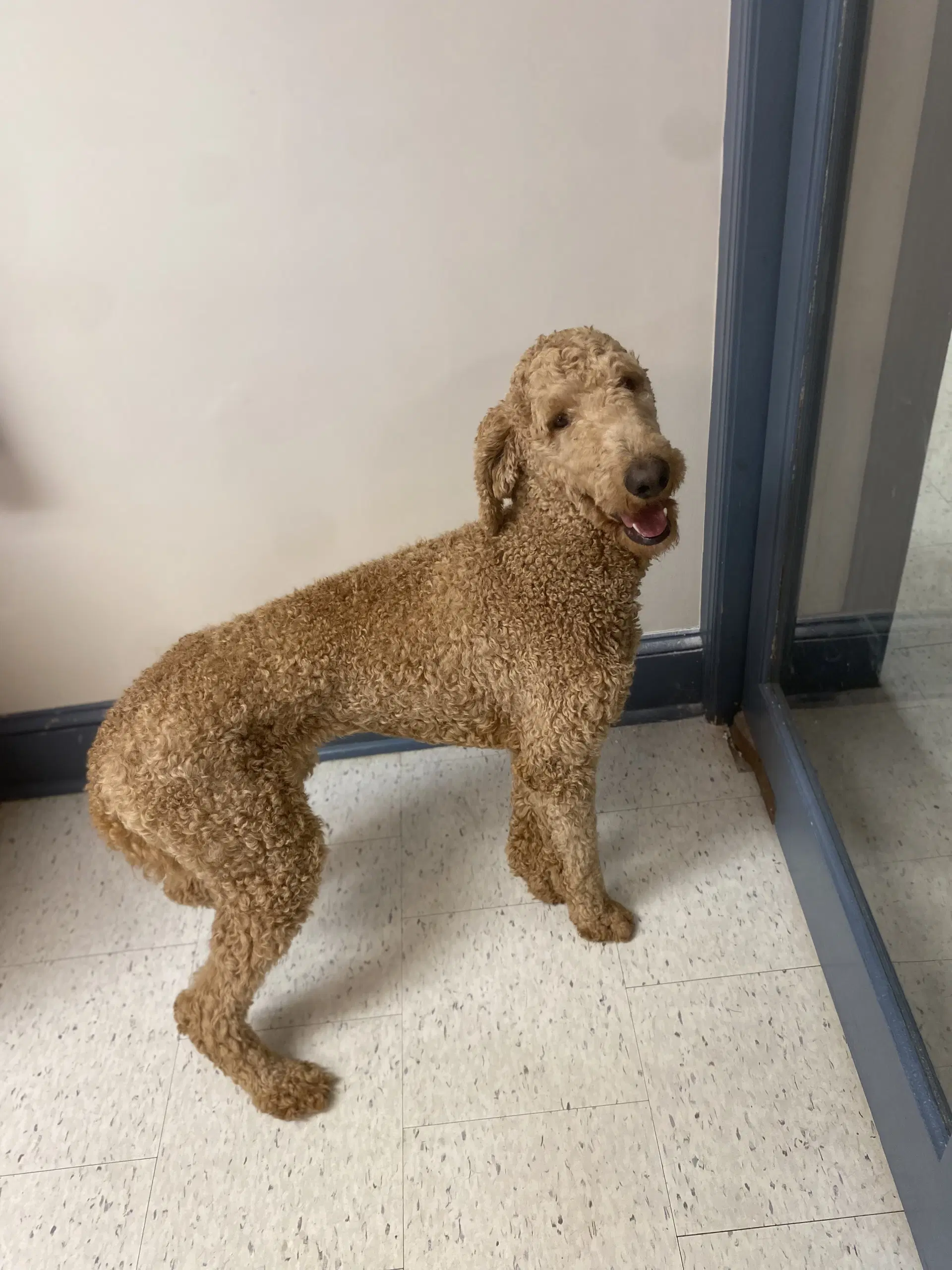 Max - Poodle (Standard)