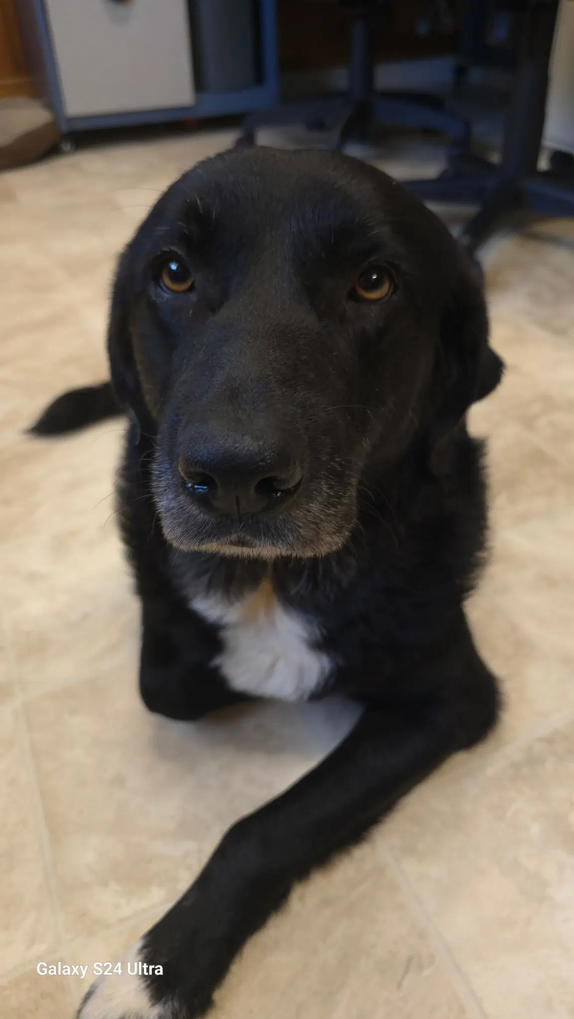 Belle image 3