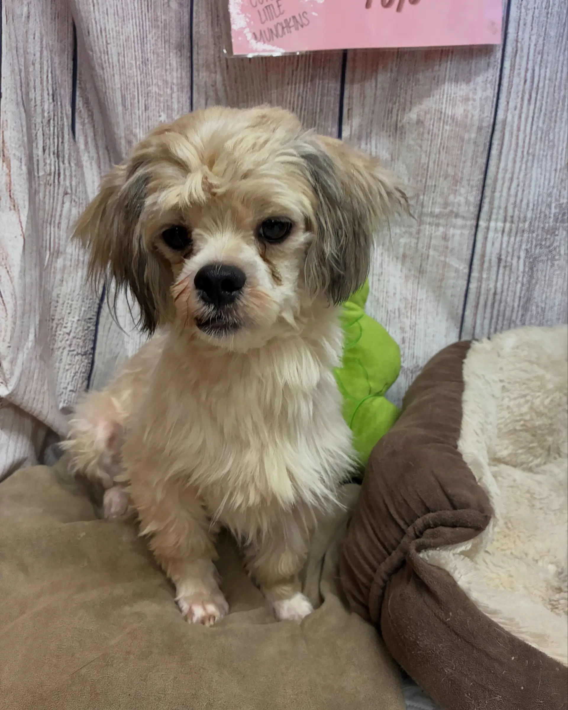 Toto image 1