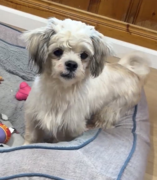 Toto, a dog for adoption from Mitchell Mill Animal Hospital Rescue Inc