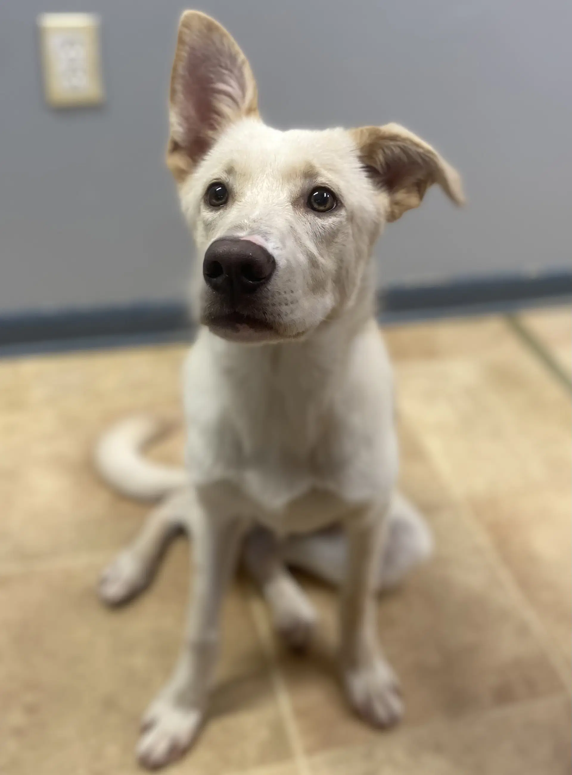 Tennessee - Labrador Retriever