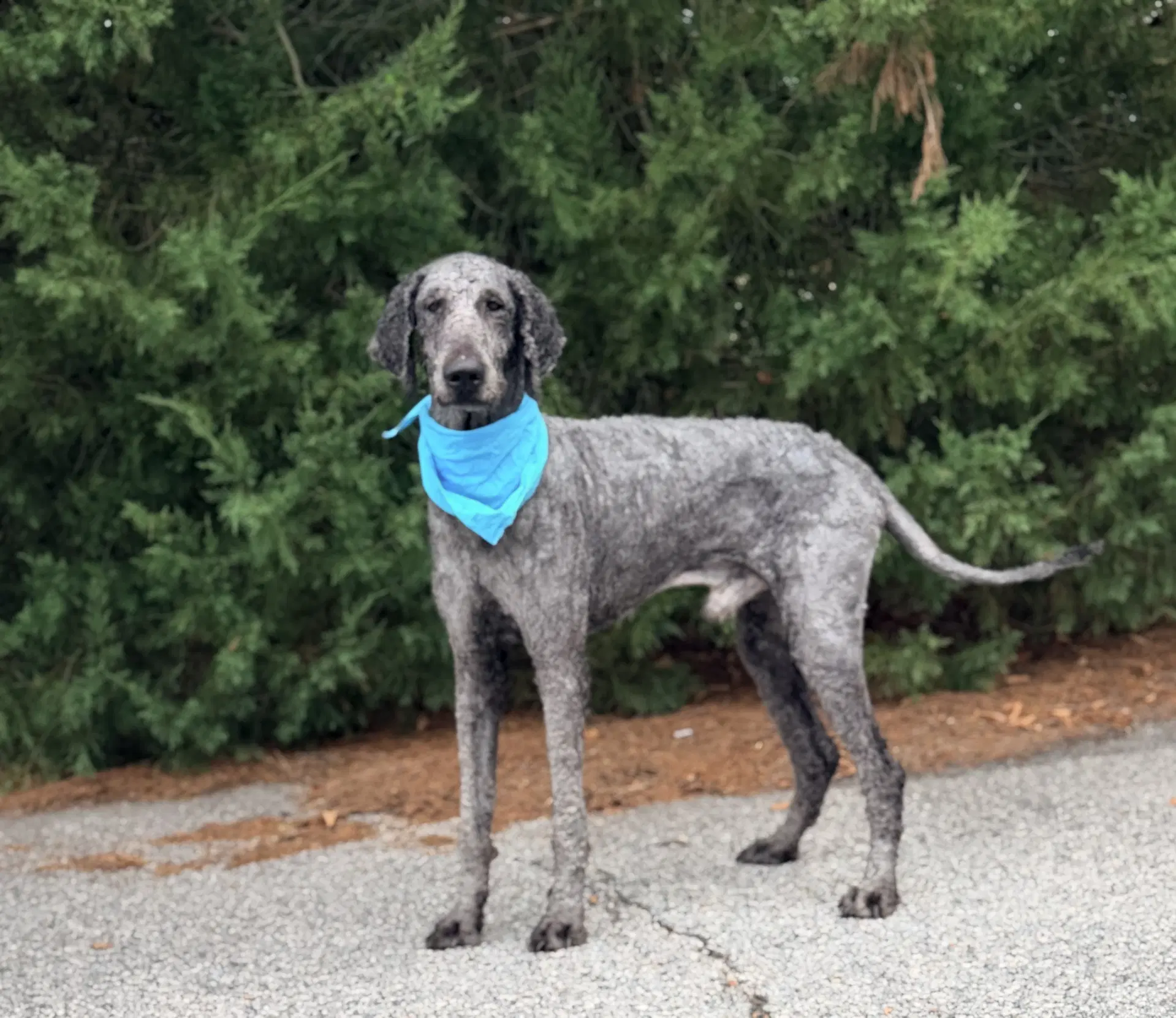 Nashville - Poodle (Standard)