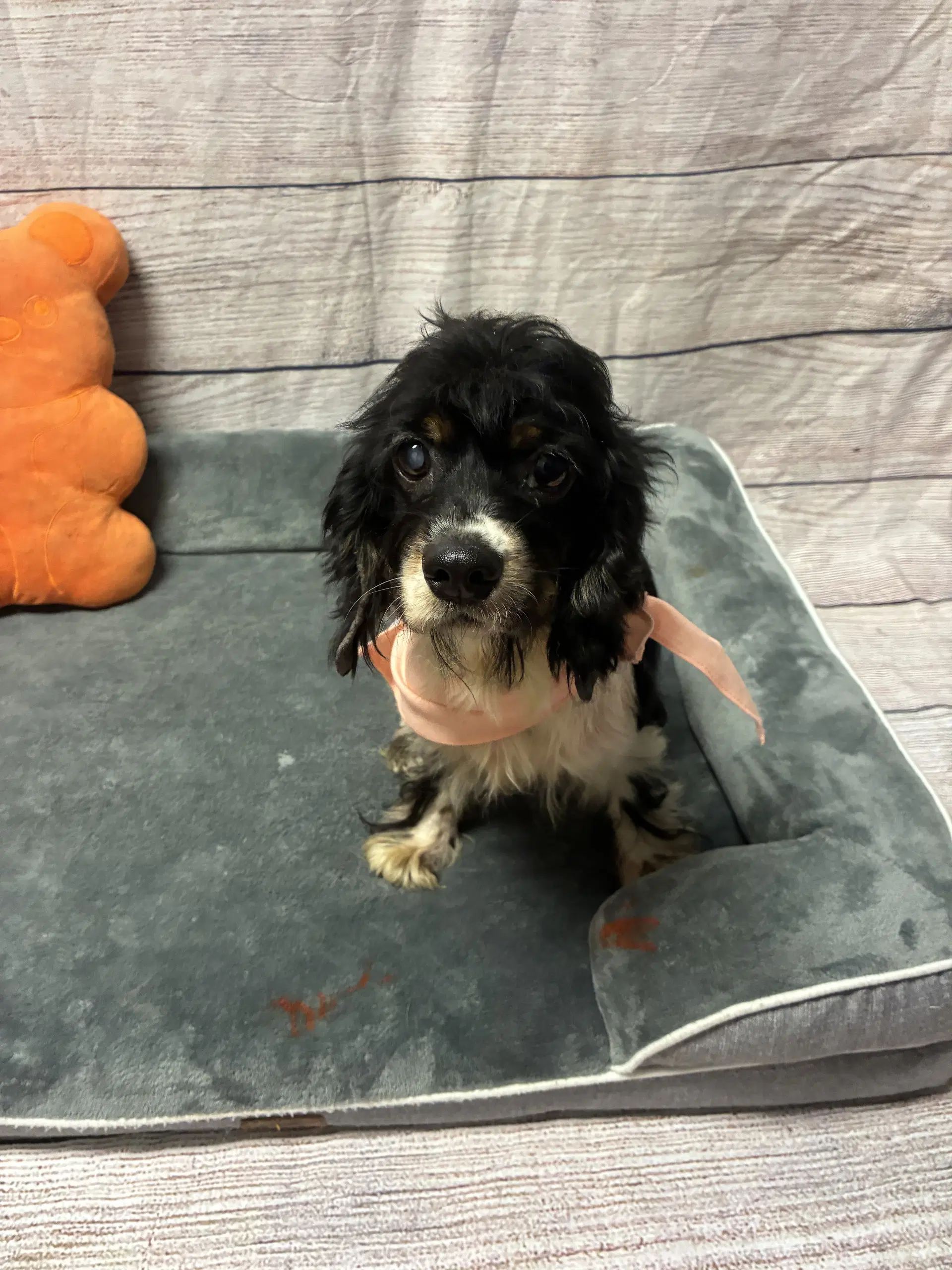 Tallulah - Cocker Spaniel